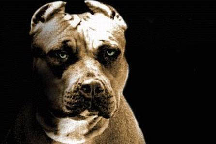perros-ppeligrosos-ley