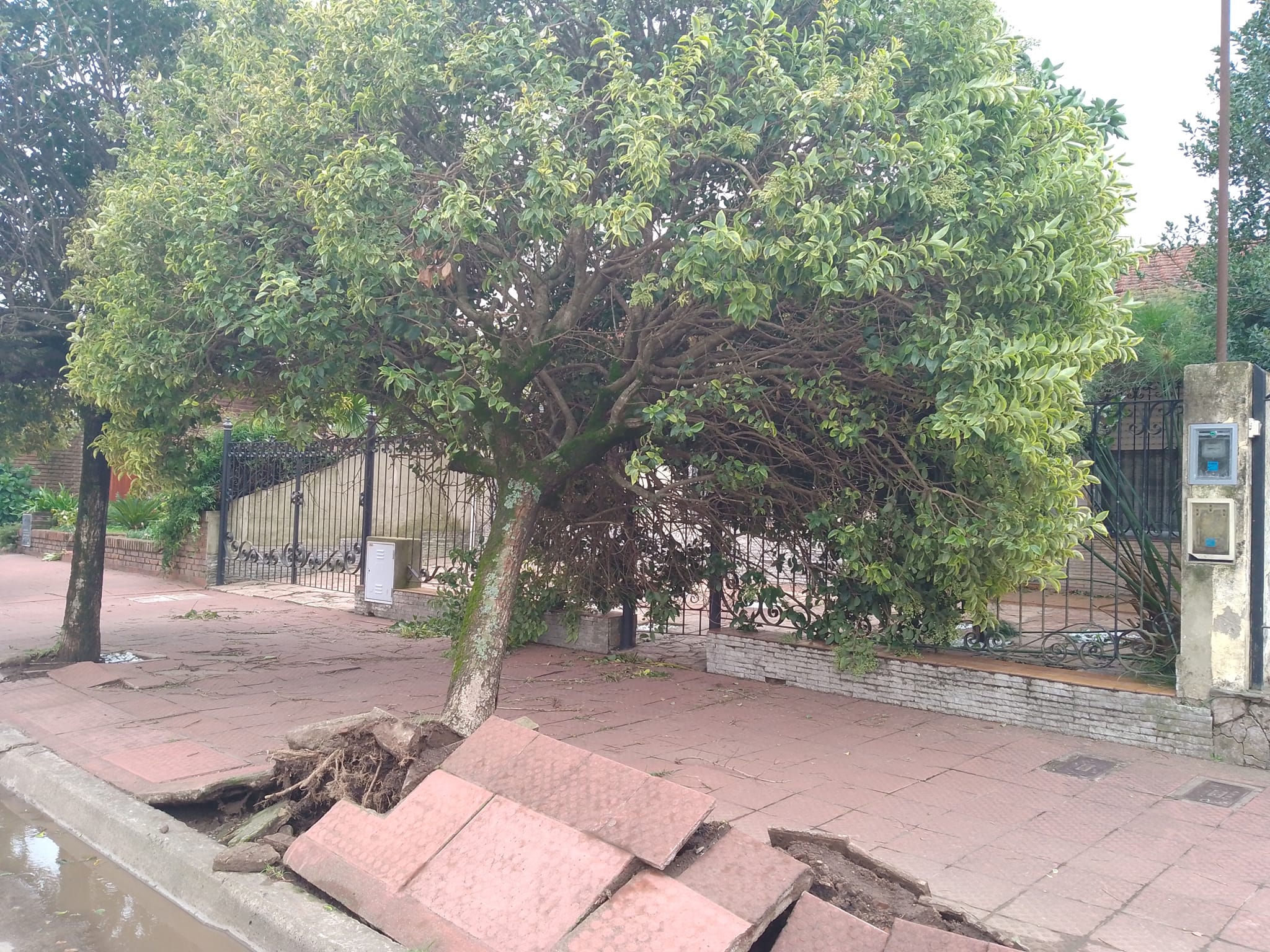 tormenta3