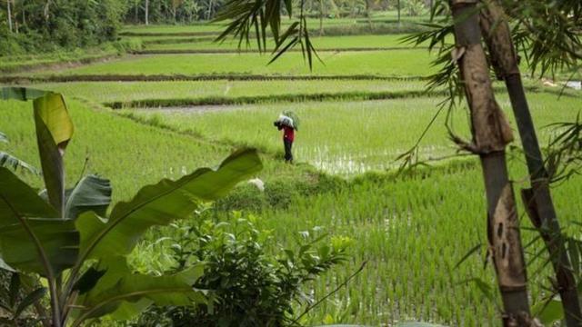 El pueblo donde creció Siti Aisyah creció en una comunidad de agricultores.