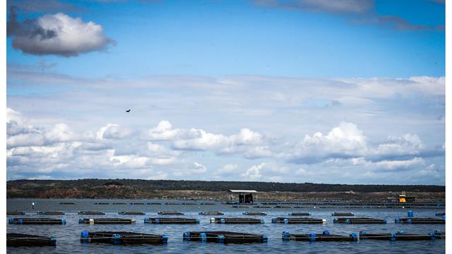 Tanques de tilapia en la presa de Castanhao donde se cultivan los peces y se usan pieles para la investigación de tratamientos de quemaduras, en Jaguaribara, Brasil