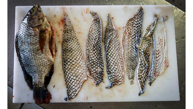 Un pez tilapia y pieles de tilapia en Jaguaribara, Brasil