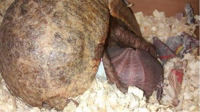 A minutos de dar a luz, Bolita se asoma debajo de su mamá