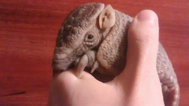 Bolita fue atendido y controlado por especialistas en Xenarthros (grupo al que pertenecen los armadillos y osos hormigueros)
