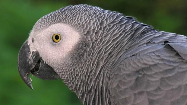 Un loro gris afrincano
