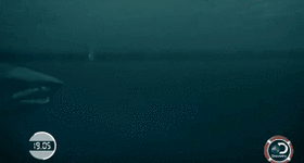 Phleps vs. un tiburón blanco