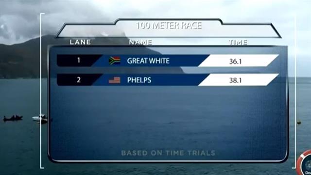 Phelps no pudo contra el tiburón blanco